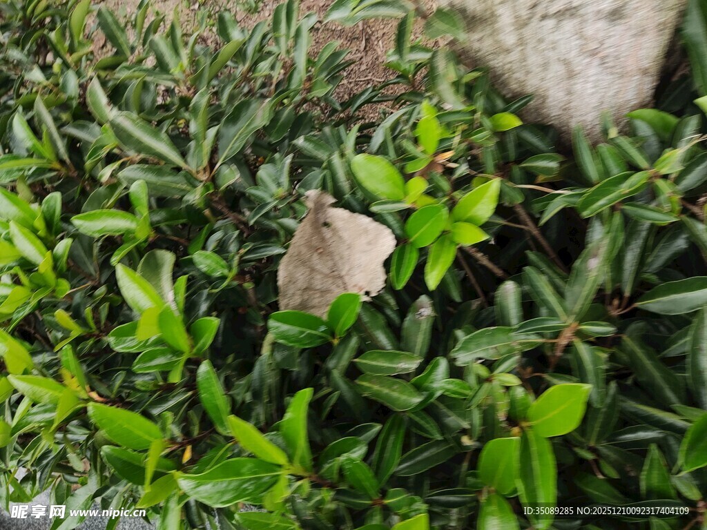 绿叶丛中的石块
