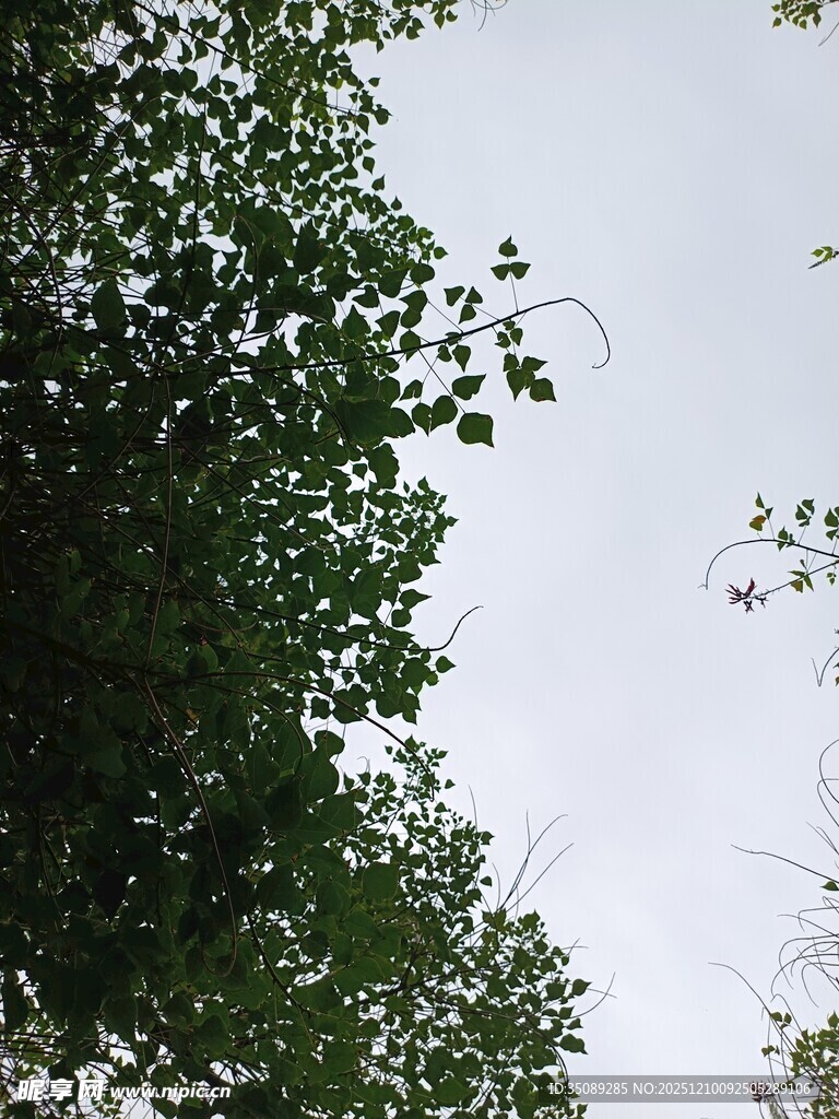 仰视绿树与天空