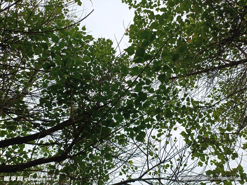 仰视繁茂枝叶的绿意景象