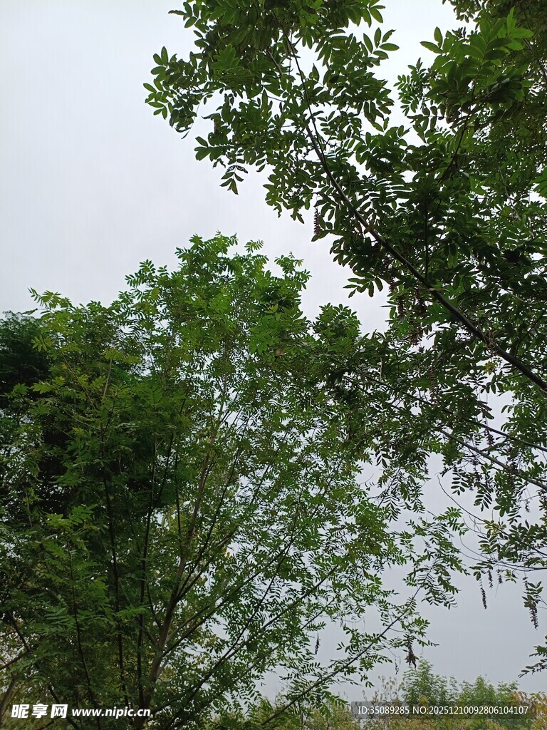 绿树成荫的自然景致