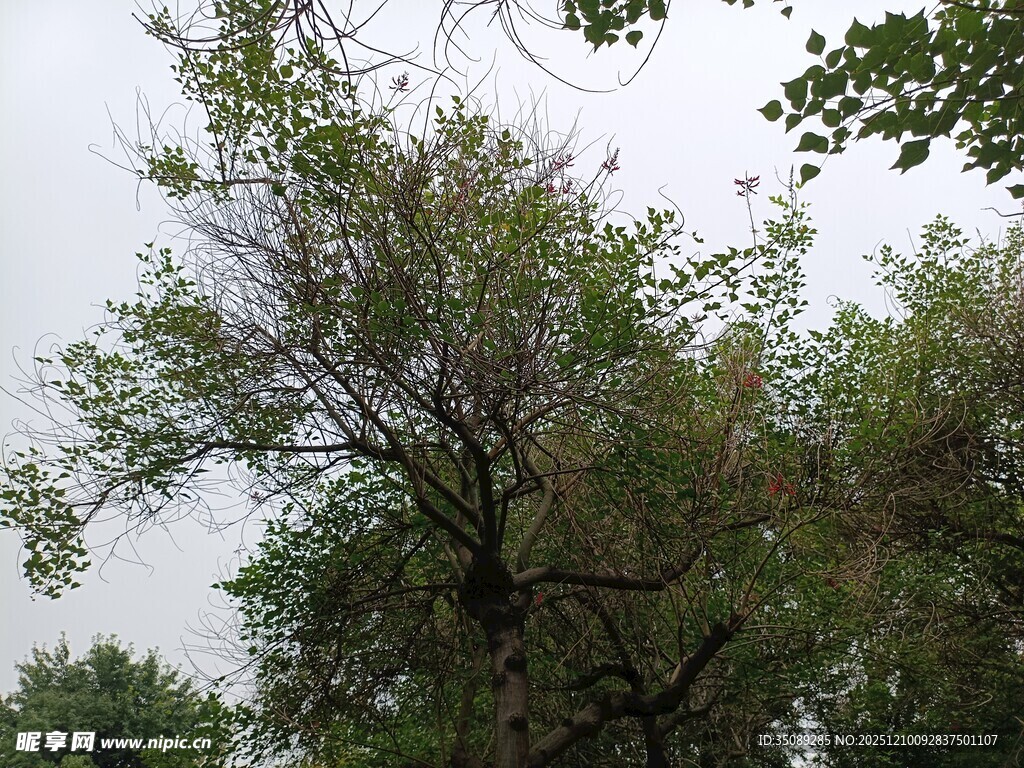 枝叶繁茂的树木景观