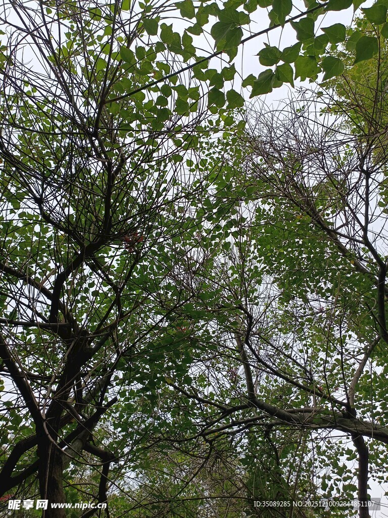 繁茂树林中的绿意景象