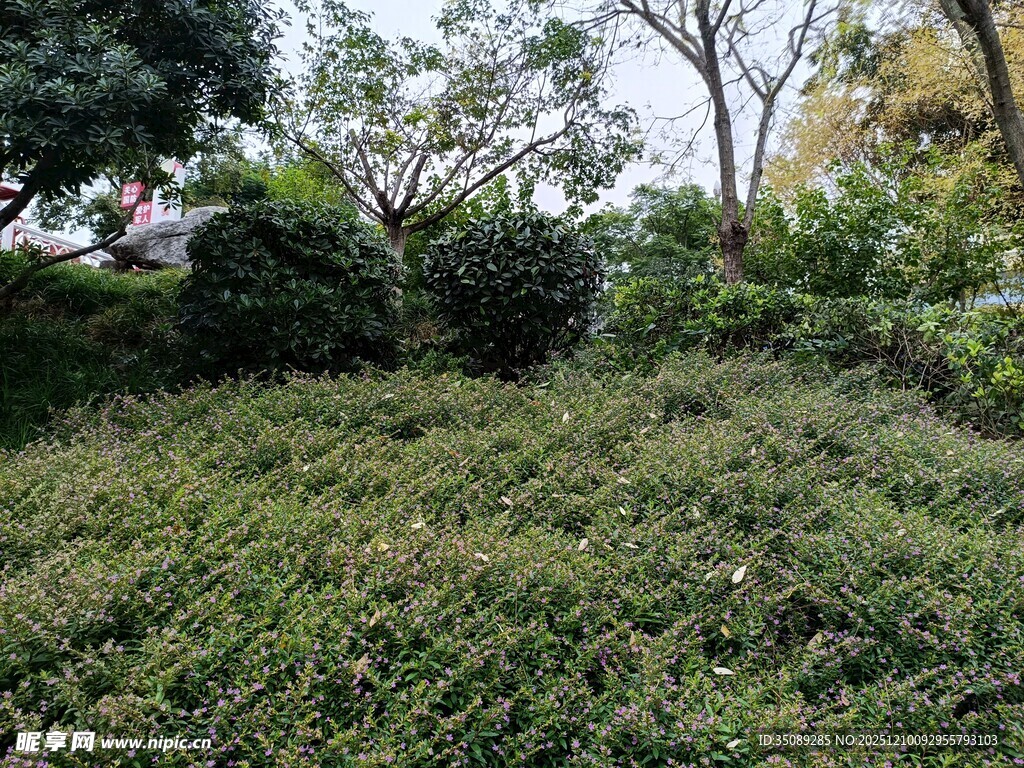 绿意盎然的户外灌木丛景观