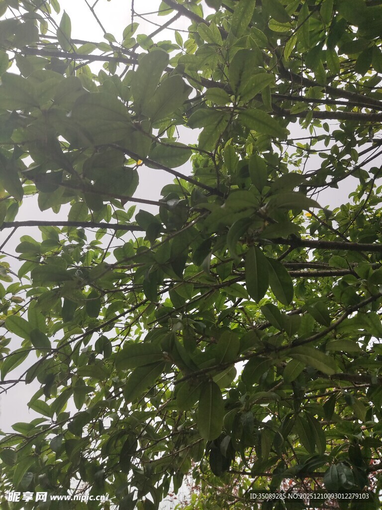 阳光透过枝叶的绿意景观