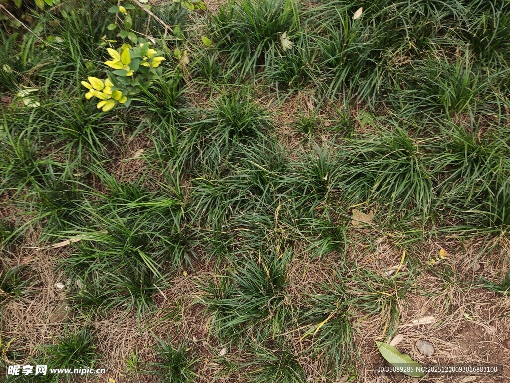 地面上的绿色植物与黄花