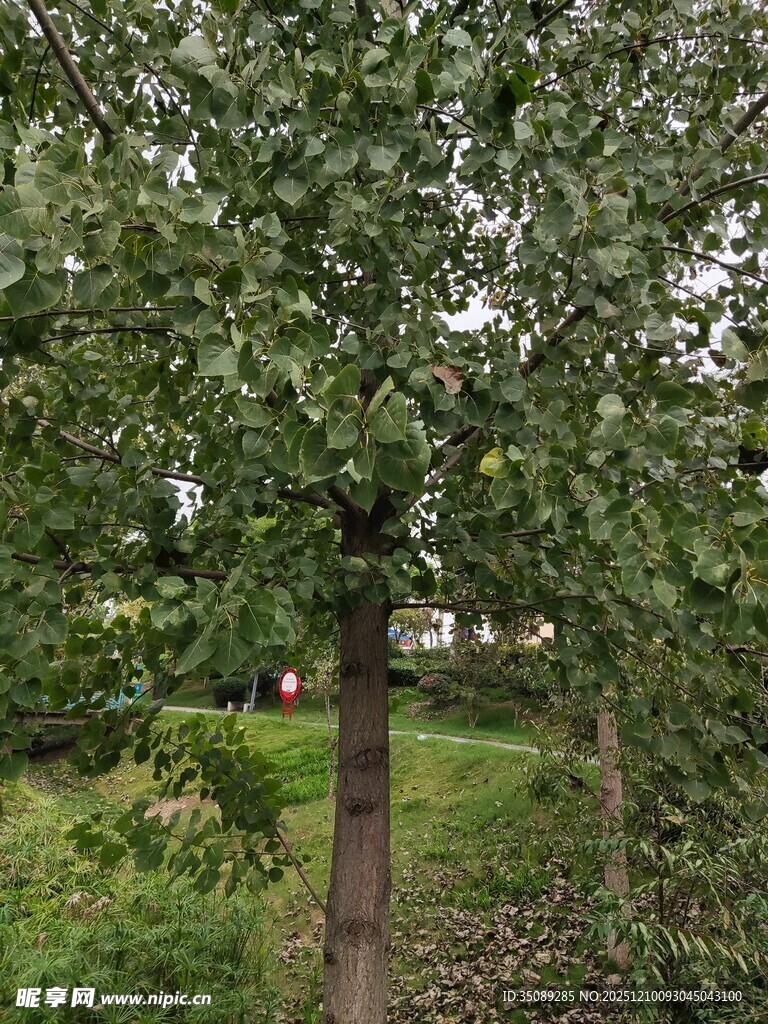 绿树成荫的自然景致