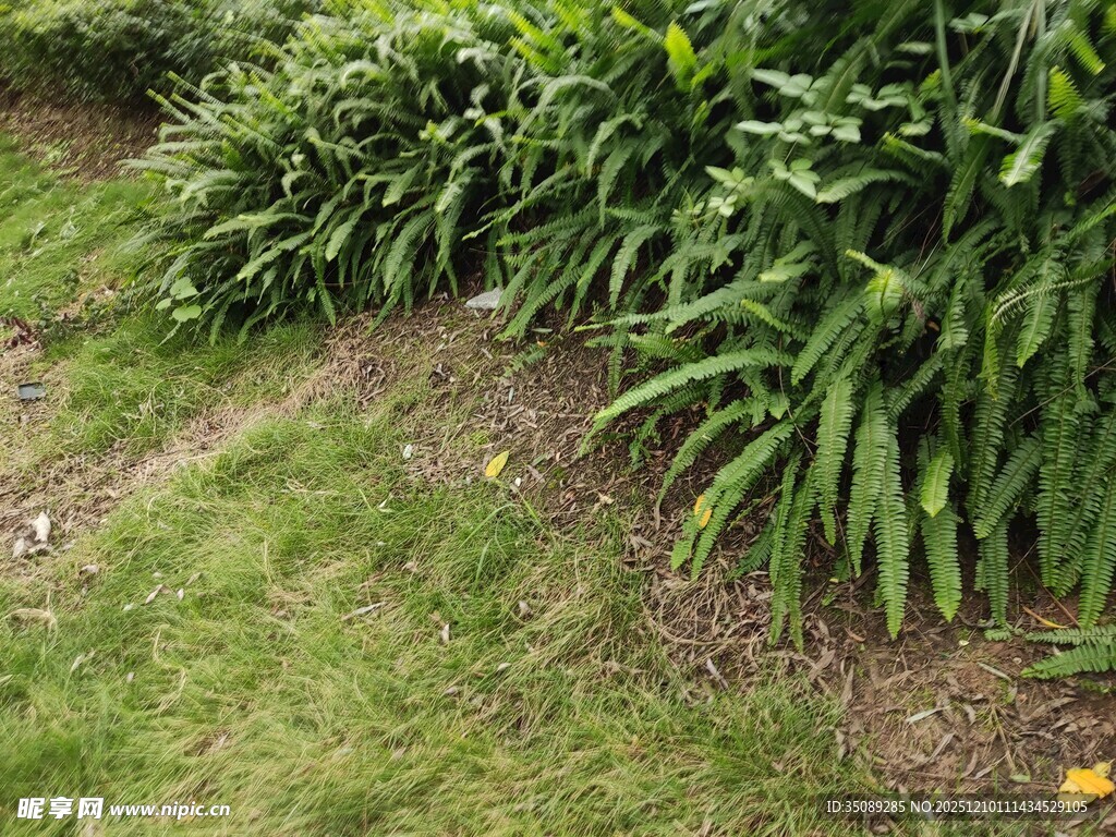 绿意盎然的草地与绿植