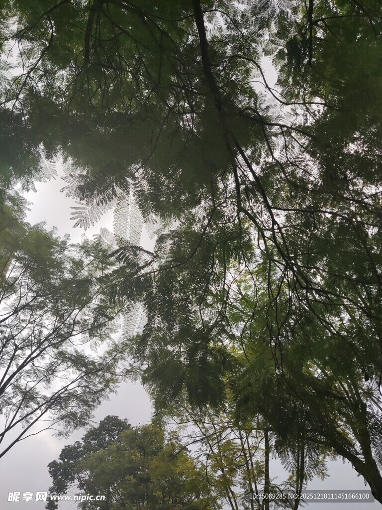 仰视茂密树林树冠景象