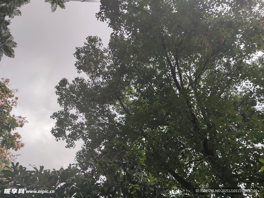 仰视茂密树林的天空