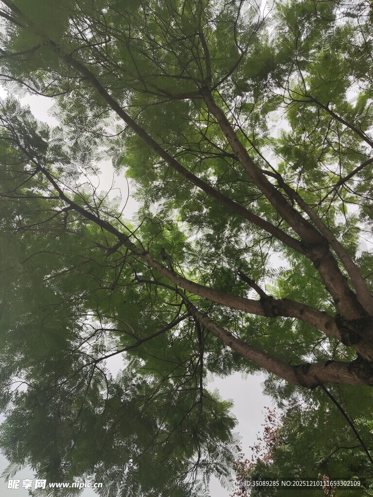 仰视茂密枝叶间的天空