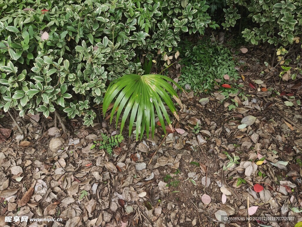 草丛中的独特扇形绿植