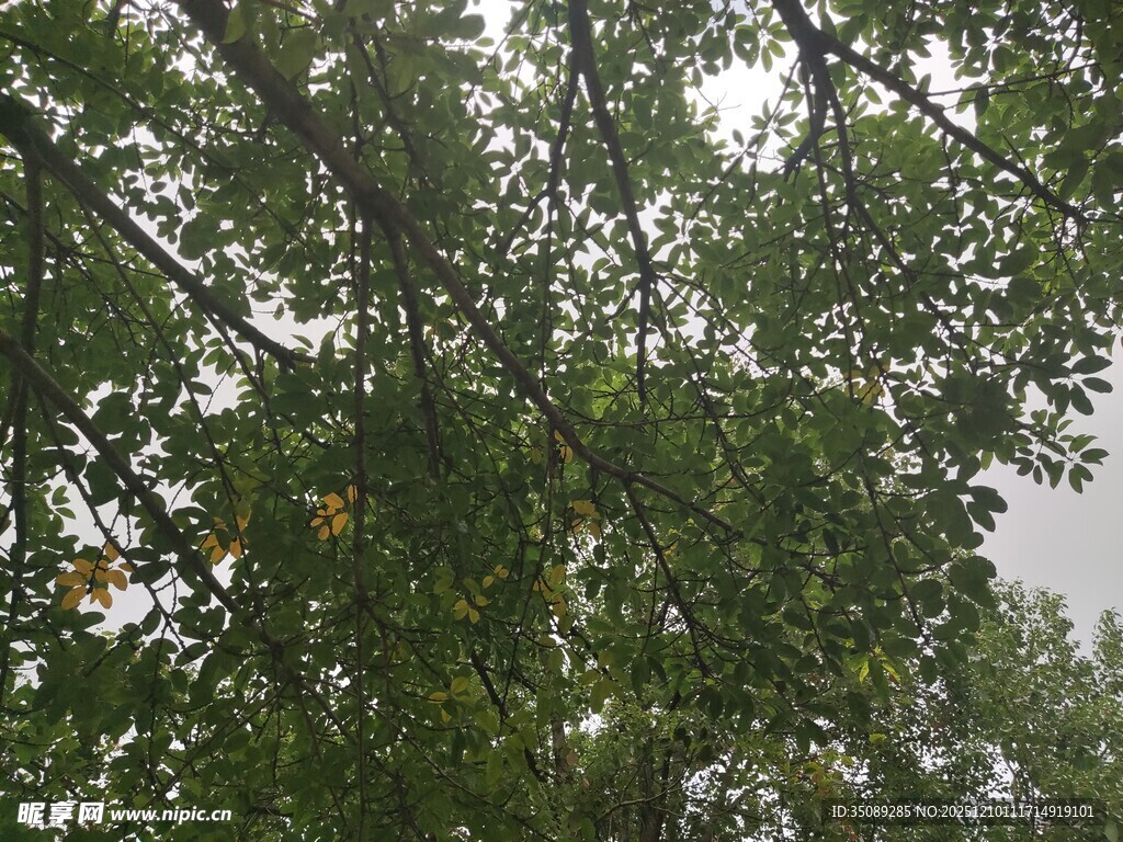 枝叶繁茂的绿树景观