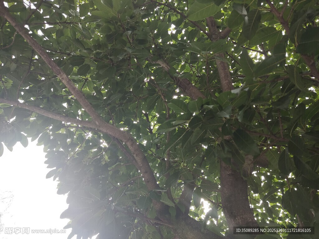 阳光透过枝叶的绿意景象