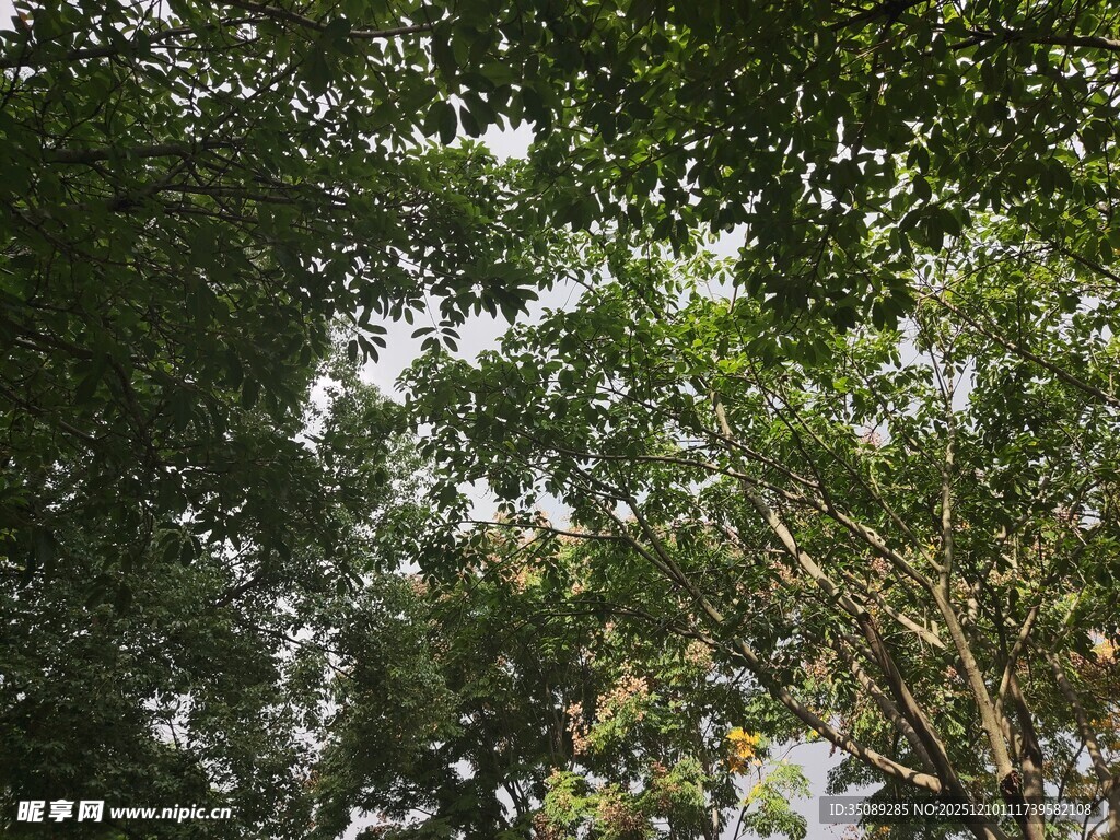 仰视茂密树林树冠