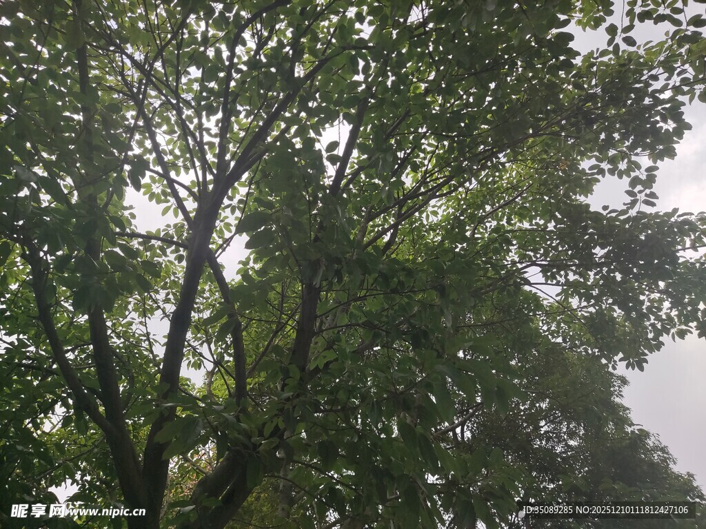 繁茂绿树阳光斑驳景象