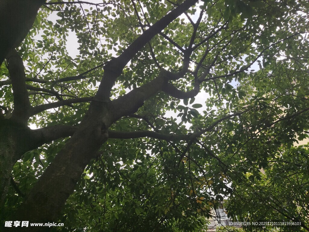 繁茂大树枝叶间的天空