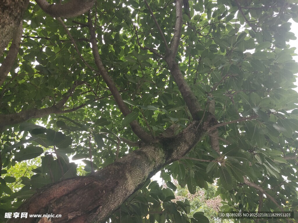 繁茂大树展现自然生机