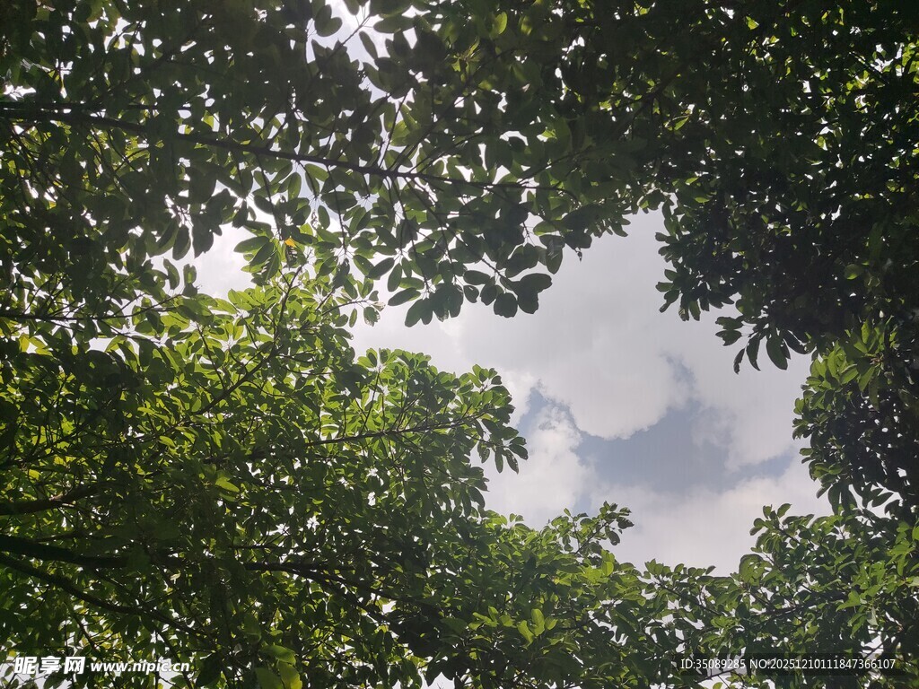 仰视茂密树冠的绿意