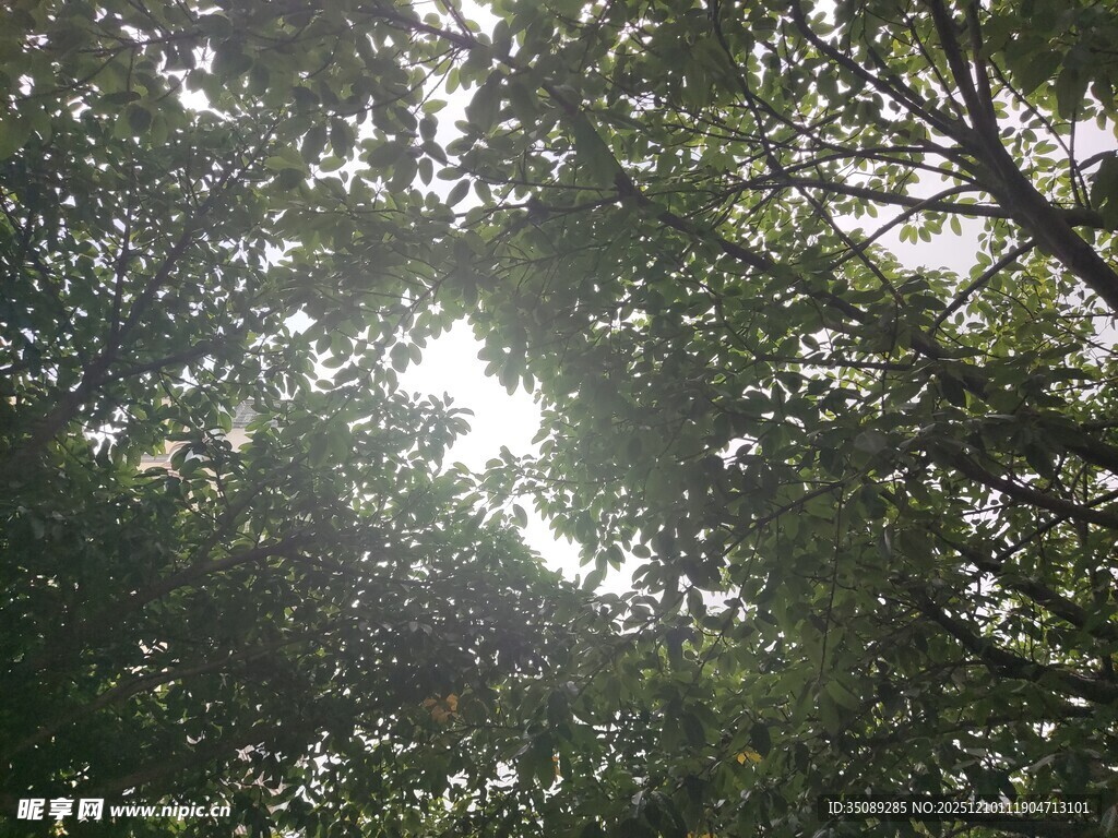 透过树叶的斑驳阳光