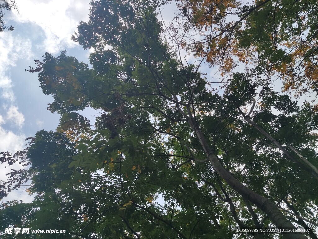 仰视茂密森林树冠