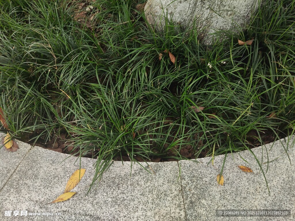 石边青草与落叶景象