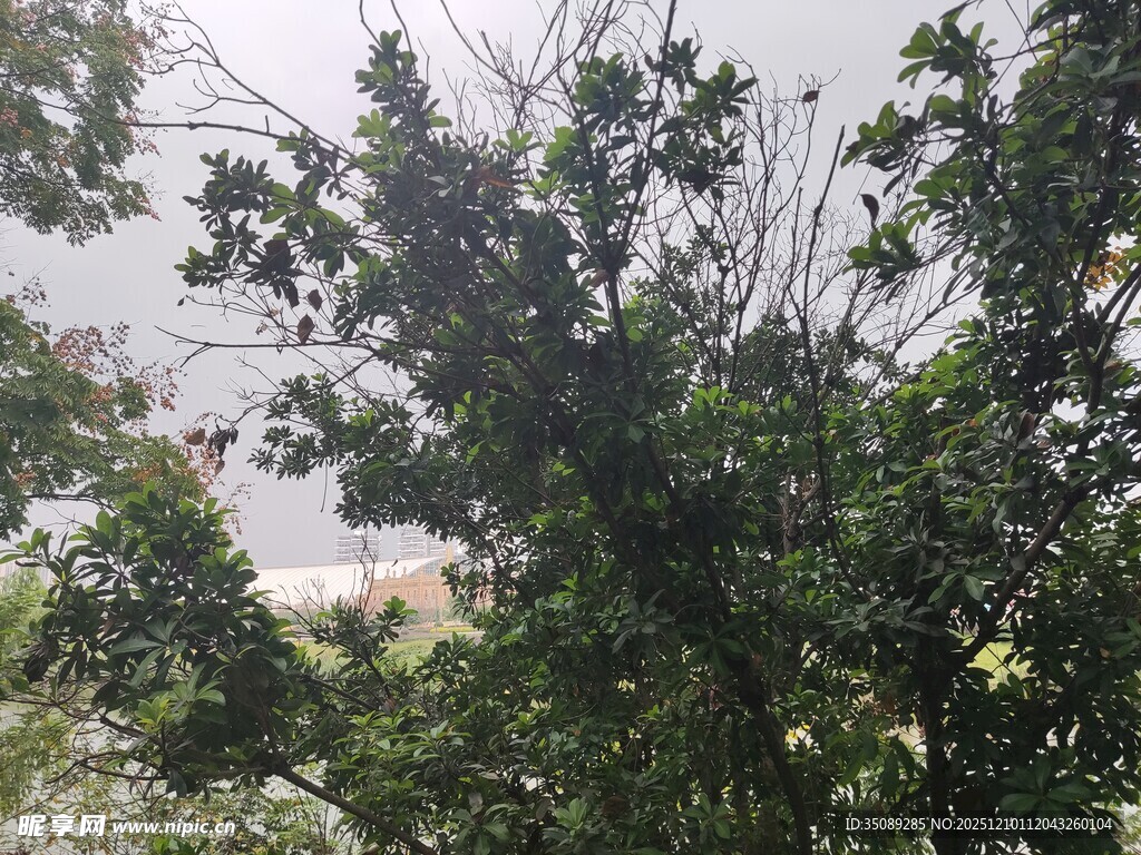 繁茂绿树与远处景致