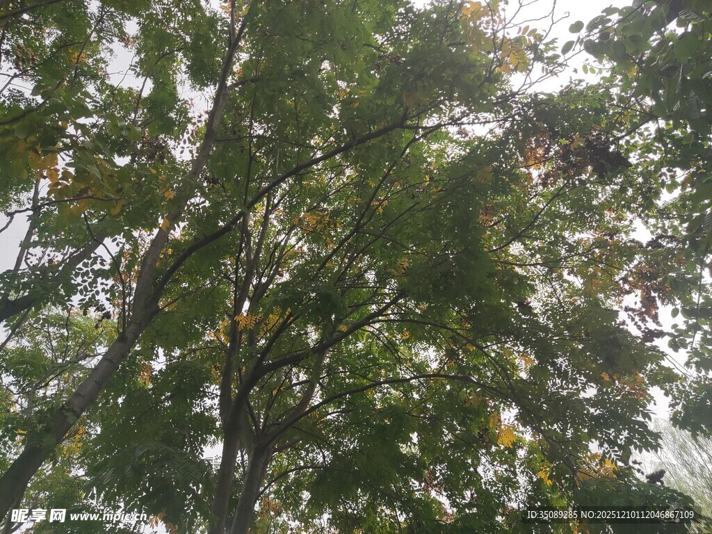 仰视繁茂枝叶的树木