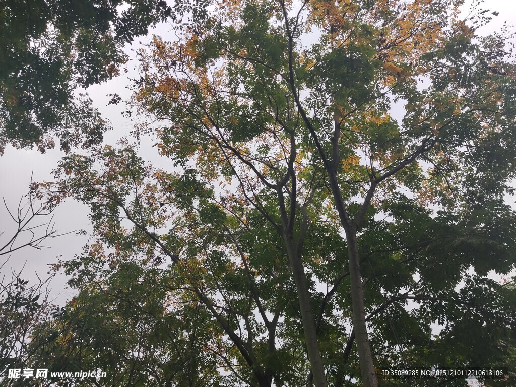 茂密树林中的繁茂枝叶