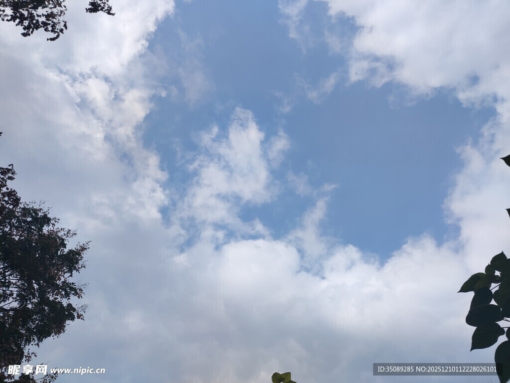 蓝天白云下的树梢景致