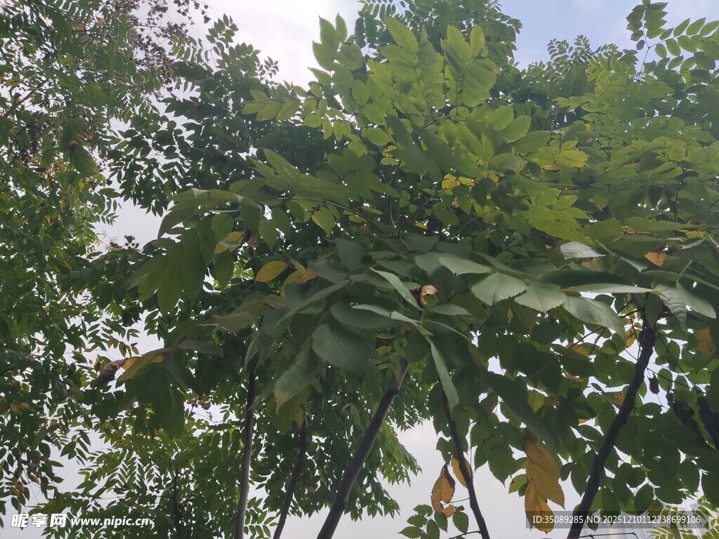 繁茂绿叶的高大树木