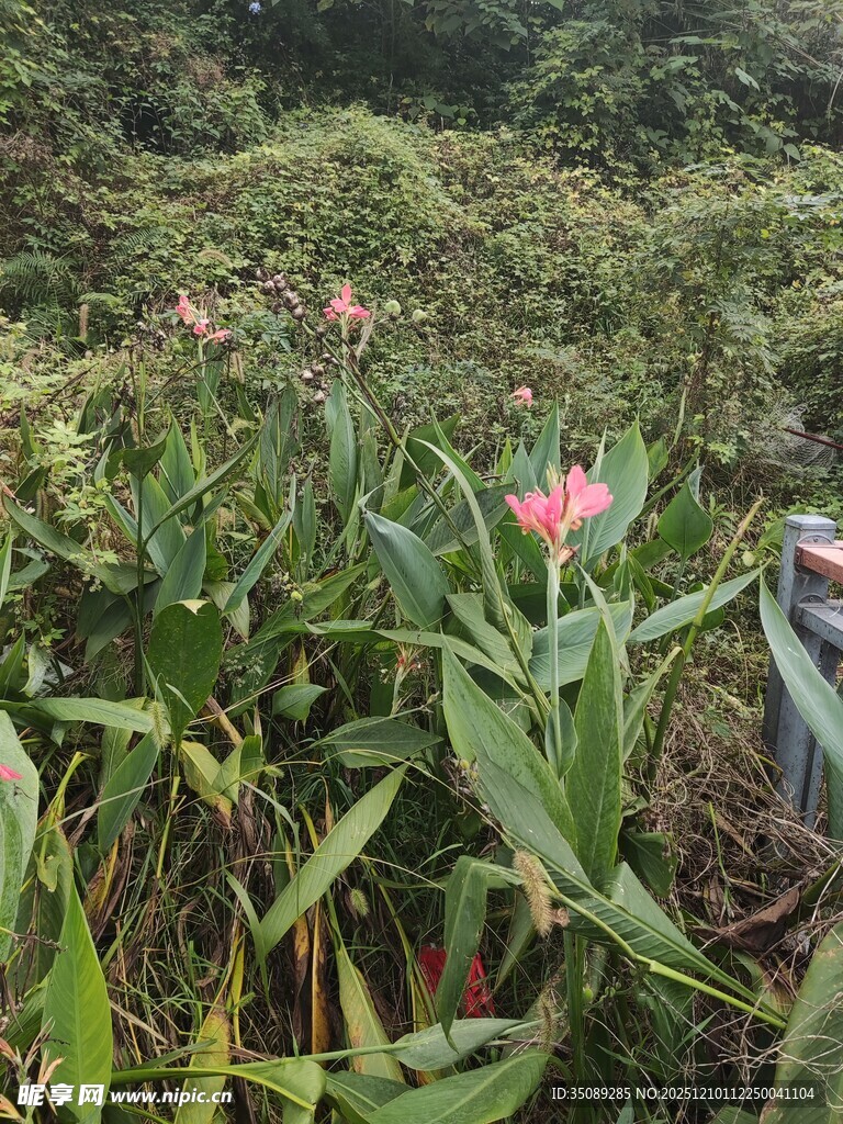 野外绽放的艳丽粉色花朵