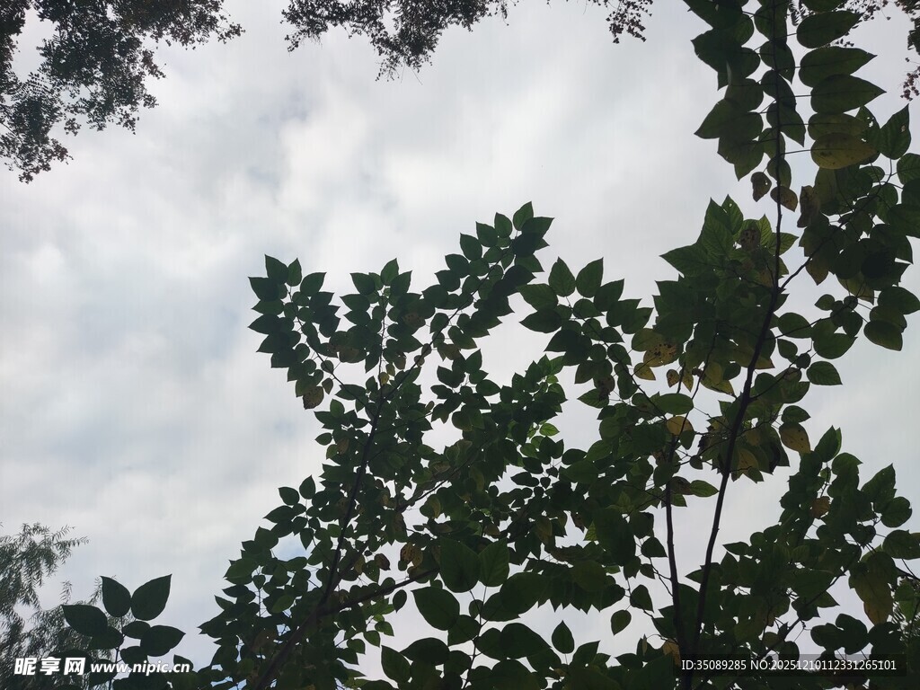 仰视枝叶与天空景象