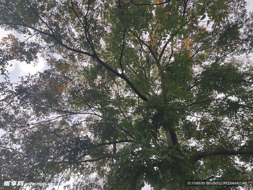 仰视繁茂大树枝叶