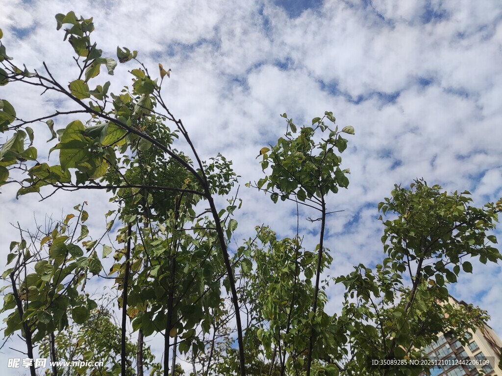 绿树映蓝天清新自然景