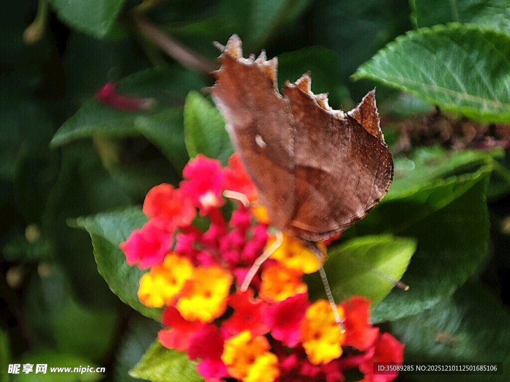 枯叶蝶停在多彩花朵上