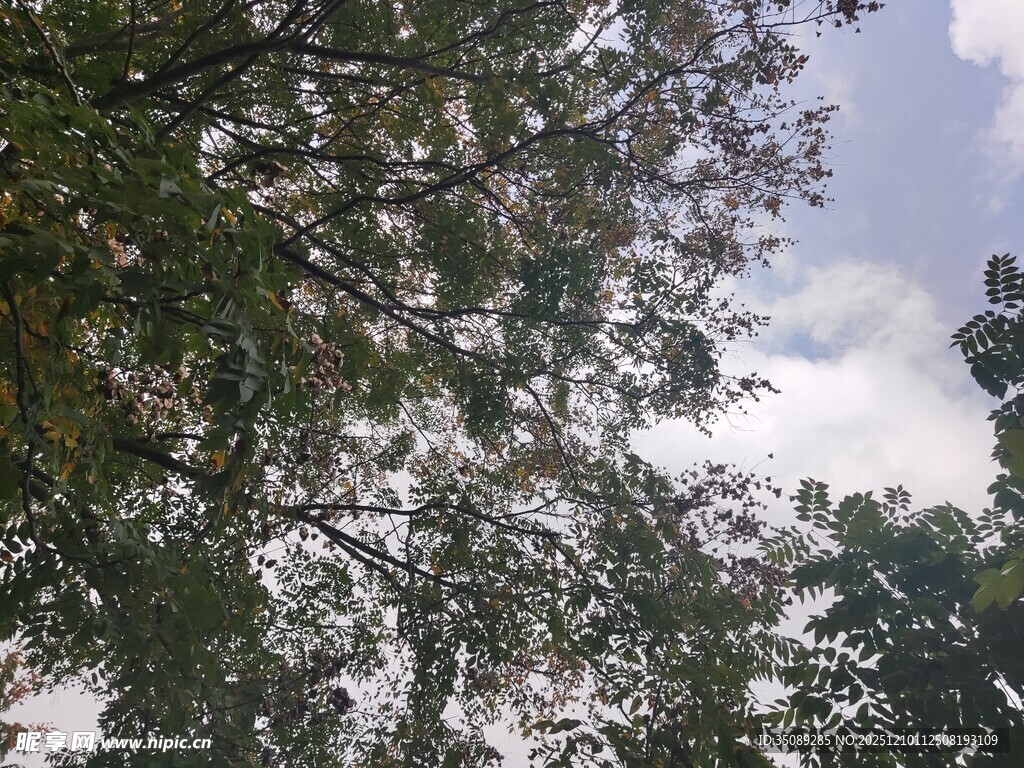 仰视繁茂枝叶与天空