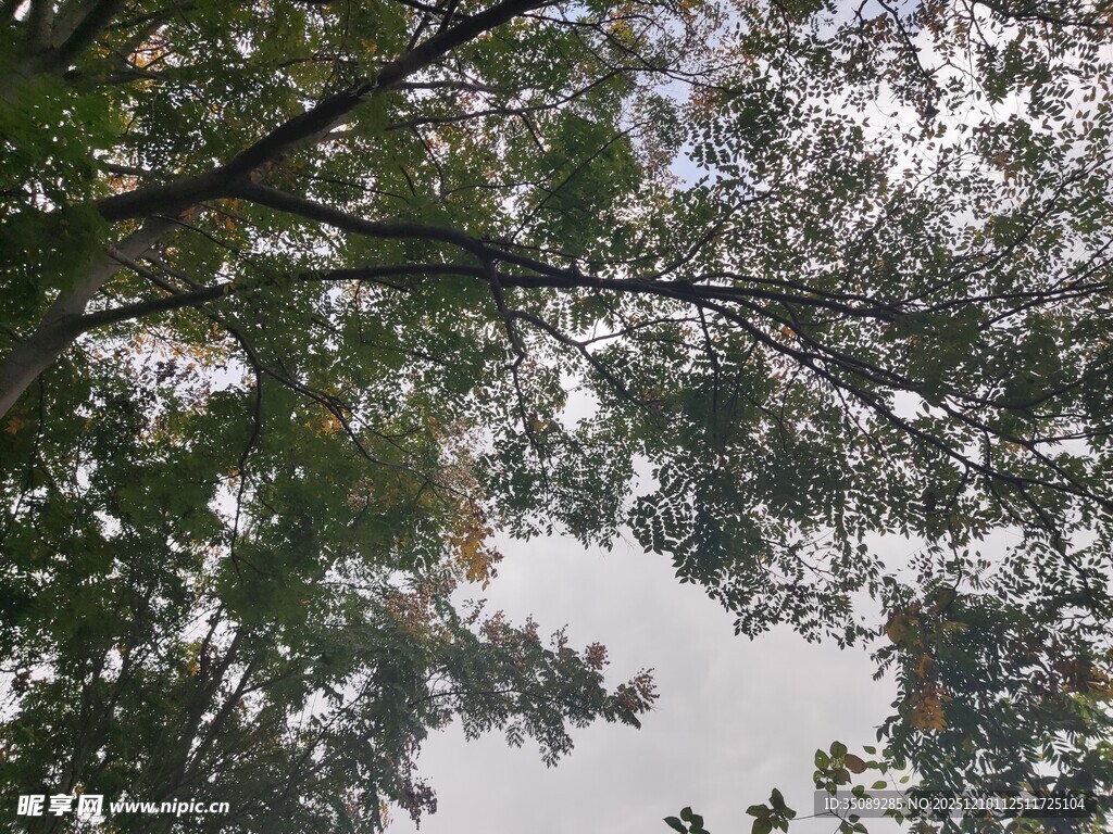 仰视繁茂枝叶间的天空