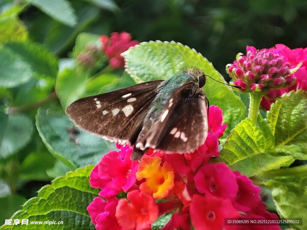 蝴蝶停驻鲜艳花朵上