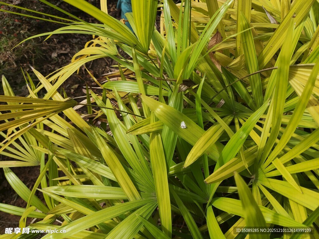 翠绿细长叶片的植物