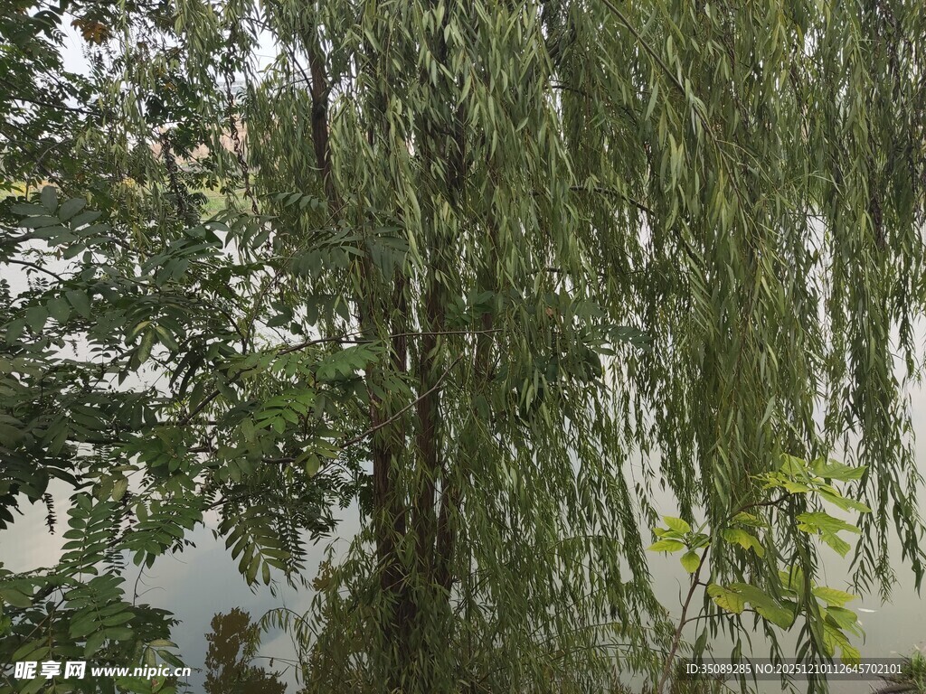 垂柳映水的静谧自然景致