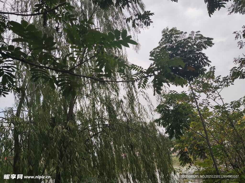 繁茂树林中的葱郁绿植