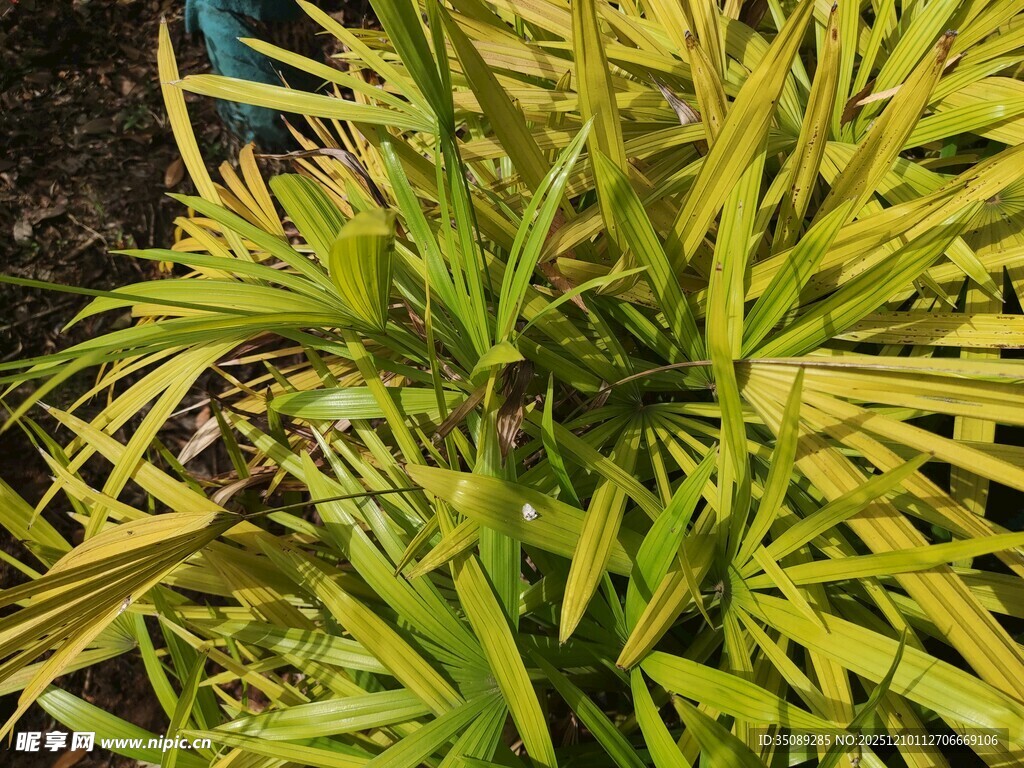 金黄叶片的翠绿植物