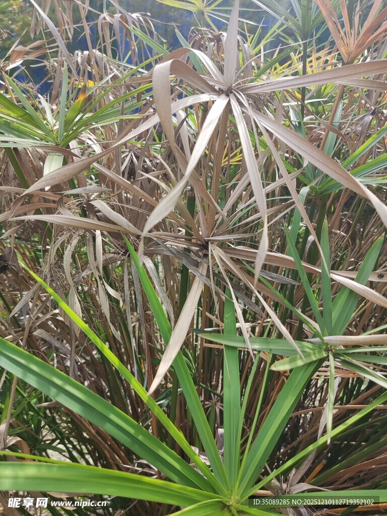 干枯与翠绿交织的植物