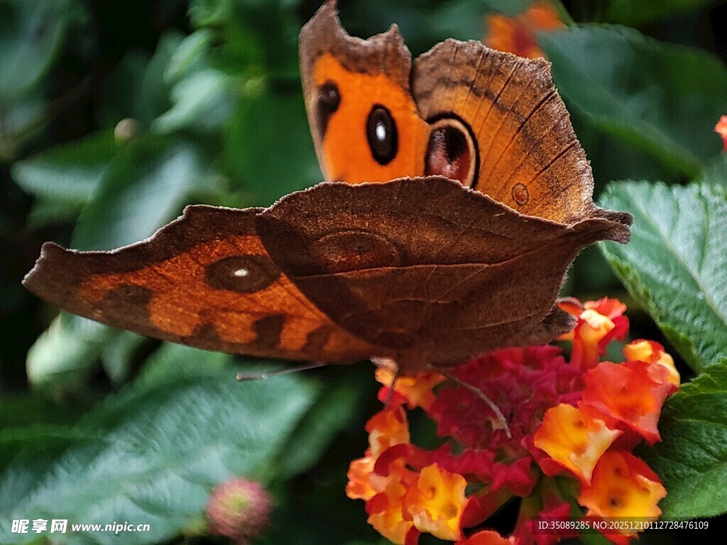 枯叶蝶停于鲜艳花朵上