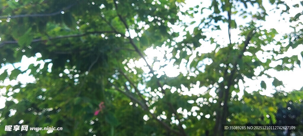 茂密树林绿意盎然