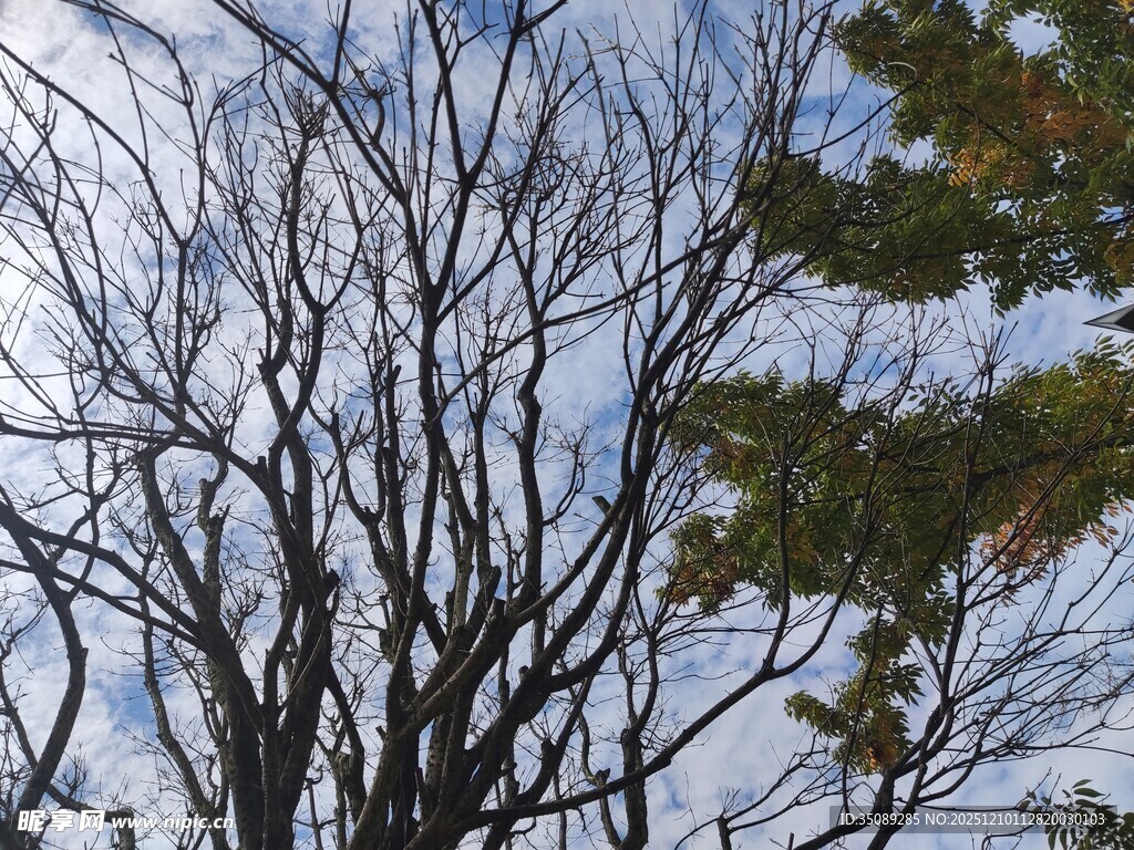 冬日枯树与翠绿枝叶对比