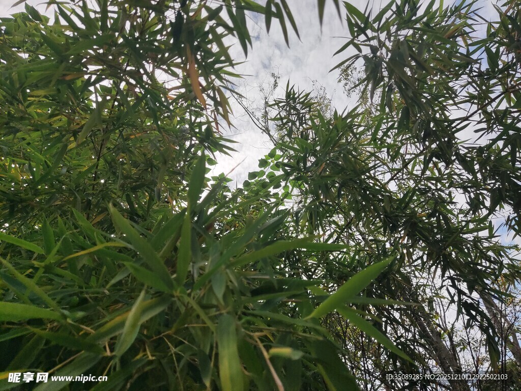 仰视茂密竹林绿意盎然