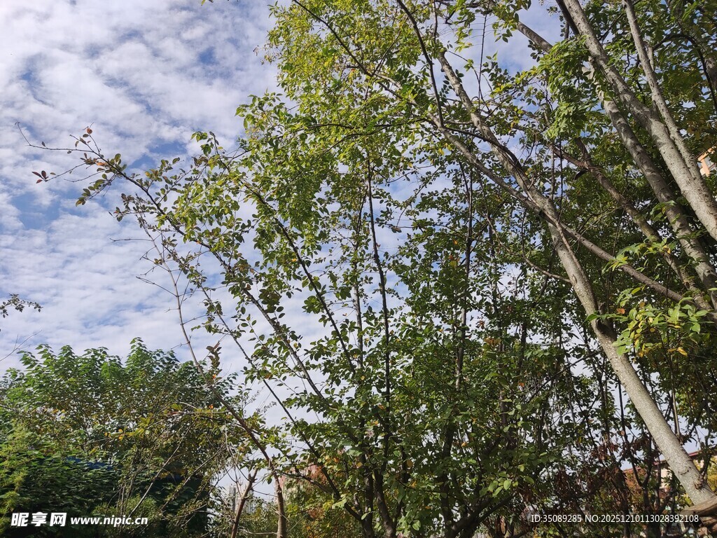 秋日林间树梢与蓝天白云