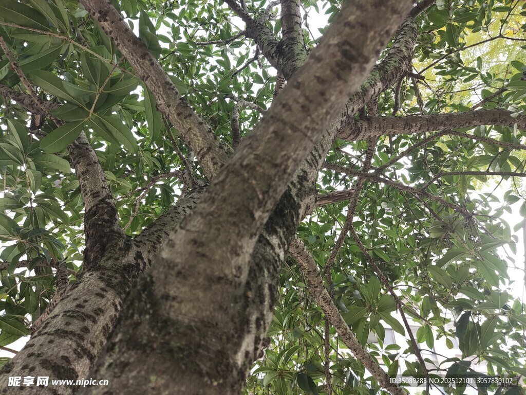 粗壮树干与繁茂枝叶