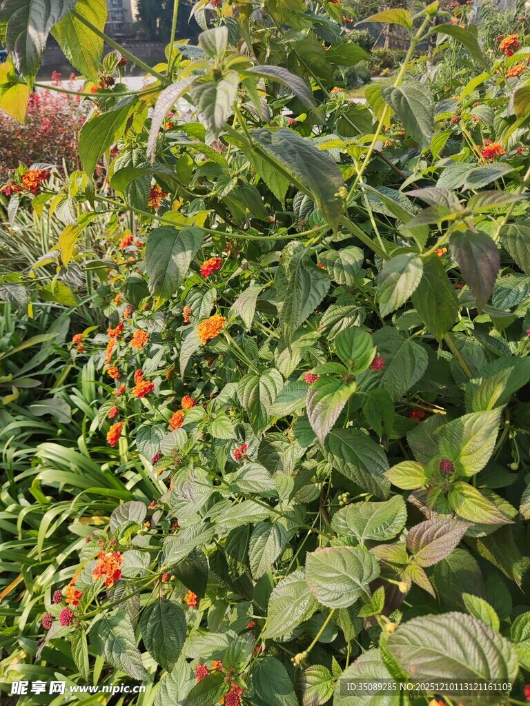 田间红果绿叶的蓬勃景象